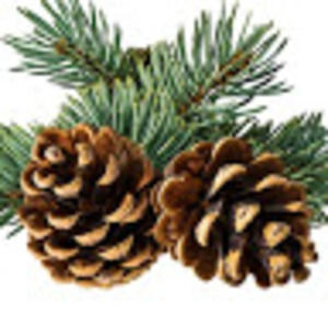 Meet your Posher, Red pine